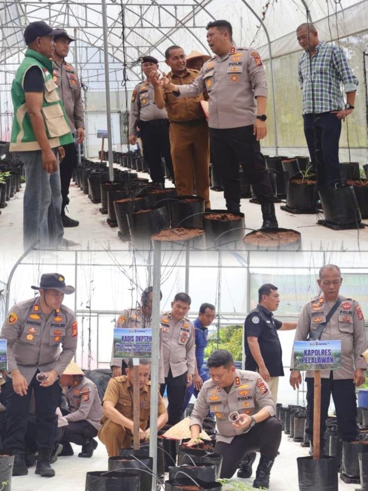 Kapolres Pelalawan Apresiasi Inovasi Green House Smart Farming Polsek Pangkalan Kerinci