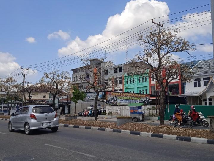 Pohon di Pembatas Jalan HR Soebrantas Panam-Pekanbaru Terancam Mati, Kok Bisa?