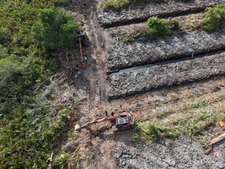 Hutan Mangrove di Rohil Dibabat, Polda Riau Selidiki dan Usut Tuntas!