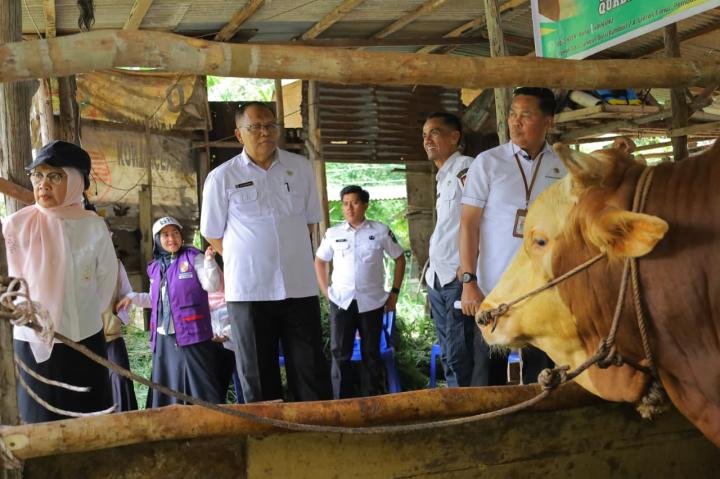 Pemeriksaan Berlanjut, Distankan Pekanbaru Pastikan Sapi Kurban Bebas PMK
