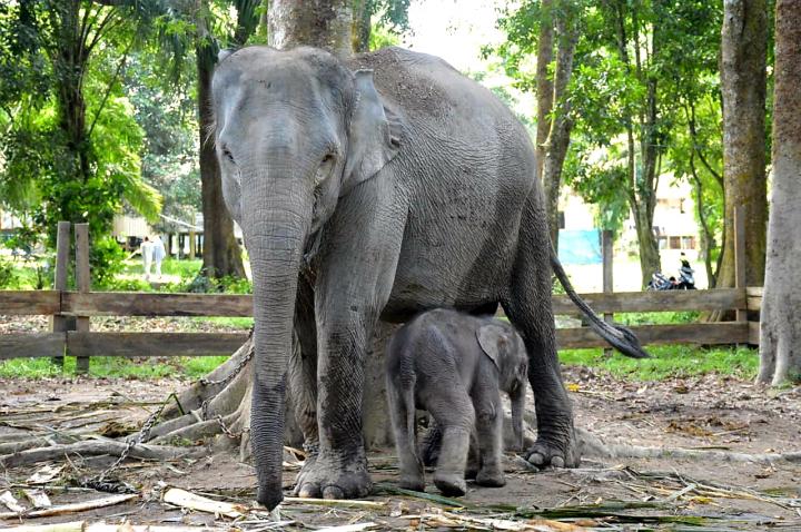 Bayi Gajah Jantan Lahir di TWA Buluh Cina, Gubri Beri Nama Damar