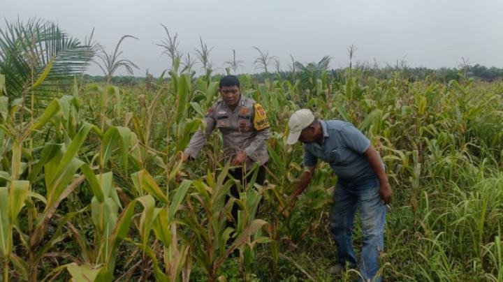 Pastikan Tanaman Jagung Berkembang dengan Baik, Polsek Kandis Terus Dampingi Petani 