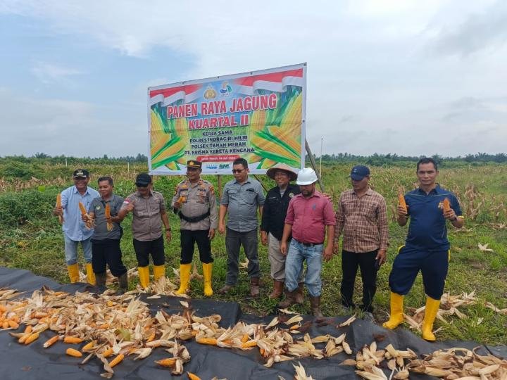 Camat dan Kapolsek Tanah Merah Bersama PT KKK Panen Jagung 2 Ha, Tembus 1,5 Ton