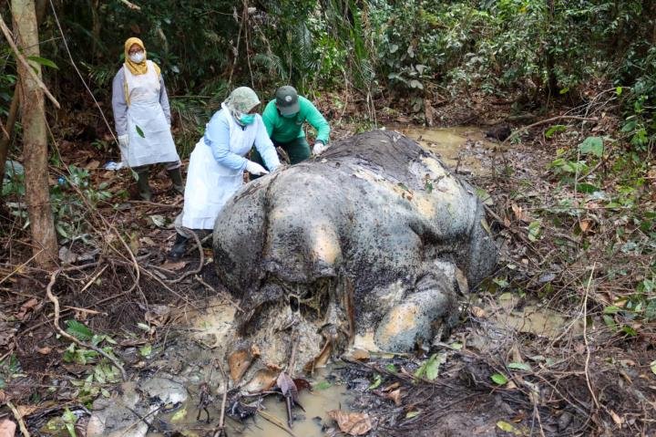 26 Diperiksa Terkait Pengusutan Temuan Gajah Mati Tanpa Kepala di Ukui Pelalawan