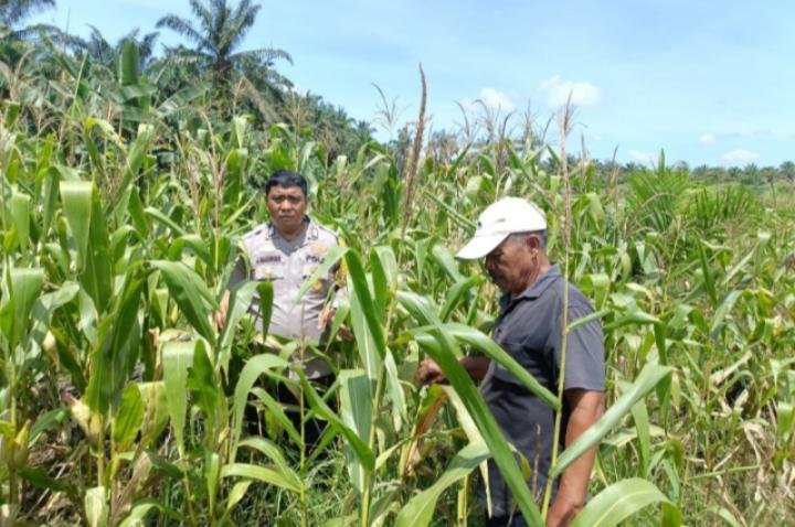 Bhabinkamtibmas Susuri Tanaman Jagung, Kapolsek Kandis Harapkan Hasil Panen Memuaskan