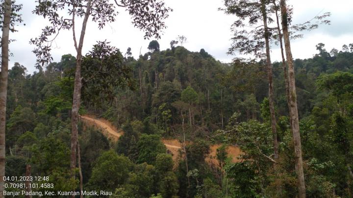 Hutan Lindung Bukit Betabuh Kembali Dibabat, Diduga Jadi Lahan Sawit
