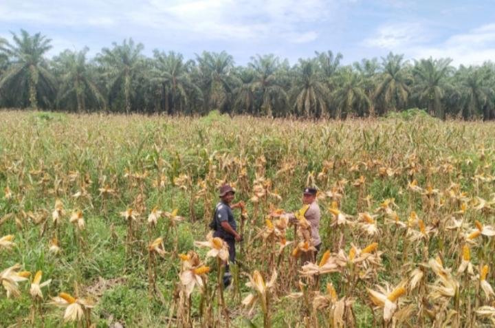 Tanaman Jagung Poktan Arihta Jaya Binaan Polsek Kandis Tumbuh Subur di Libo Jaya
