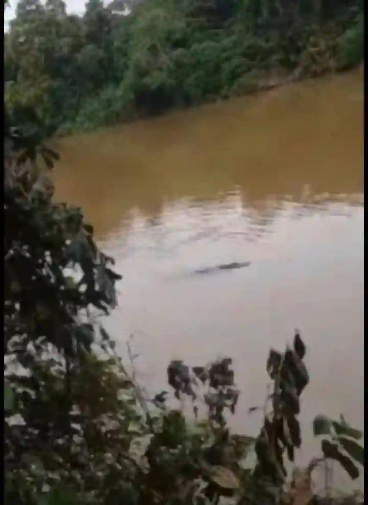 Buaya Muncul di Sungai Kampar, Warga Desa Koto Perambahan Heboh