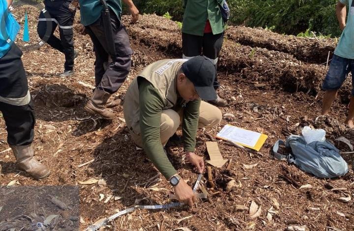 Bocah 12 Tahun Tewas Diterkam Harimau, BBKSDA Riau Lakukan Investigasi 