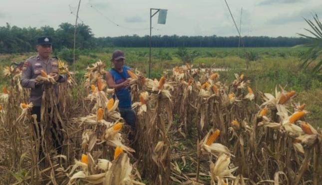Polsek Kandis Kawal Tanaman Jagung ke Samsam, Masa Panen di Depan Mata