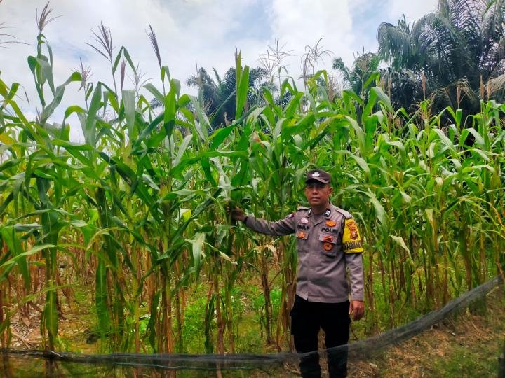 Polsek Tualang Monitoring Jagung Pipil di PT Palmax Sejati, Sudah Mulai Berbuah 