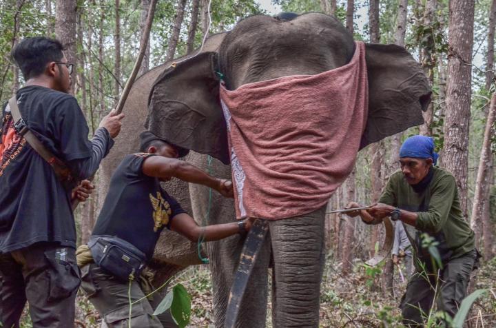 Cegah Konflik dengan Manusia, Tiga Gajah Liar Dipasangi GPS