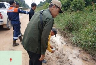 Video Harimau Direkam Karyawan PT BSP Viral, BBKSDA Riau: Mengganggu Keselamatan Harimau