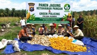 Polsek Kandis Panen Jagung 5 Ha, Bukti Nyata Sinergi Polri dengan Pemerintah dan Poktan 
