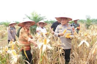 Kapolres Rohil Pimpin Panen Jagung Serentak Kuartal III: Dorong Pertumbuhan Ekonomi Pedesaan