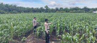Monitoring Tanaman Jagung Poktan di Kayu Aro, Kapolsek Kampar: Insyallah Agustus Panen