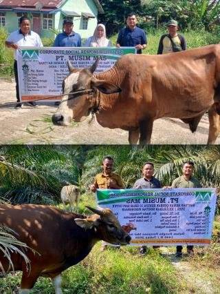 Jelang Idul Adha 1446 H, PT Musim Mas Kembali Salurkan Hewan Kurban di 13 Desa-Kelurahan
