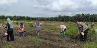 Polsek Kandis Dampingi Berkesinambungan, 10 Ha Lahan Sudah Tertanam Bersama Poktan