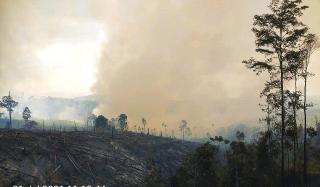 100 Hektar Lahan Hutan Lindung Bukit Suligi Terbakar, Petugas Kesulitan Padamkan Api 