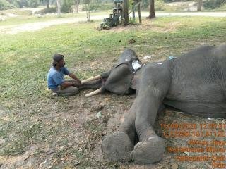 Gajah Diego di PLG Minas Mati, Sempat Dirawat Intensif Selama Enam Hari, Ini Dugaannya