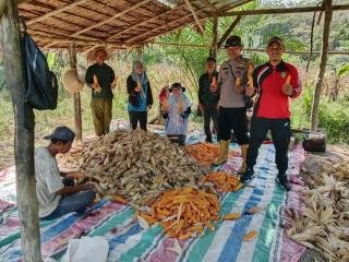 Polsek Rupat Sukses Panen Jagung Tahap II Bersama Kelompok Wanita Tani, Dukung Astacita Presiden