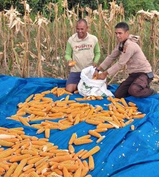 Berikan Hasil Nyata, Petani Pulau Terluar Binaan Polsek Rupat Tersenyum Bahagia 