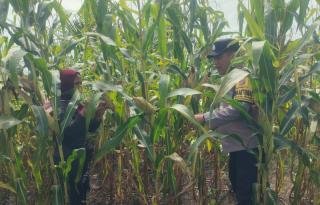 Tanaman Jagung Bimbingan Polsek Kandis Tumbuh Subur di Sam Sam, Akhir Juni Panen