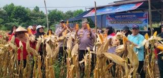 Bersama KWT Manggis, Kapolsek Kampar Panen Jagung Pipil: Capai 1.000 Kilogram
