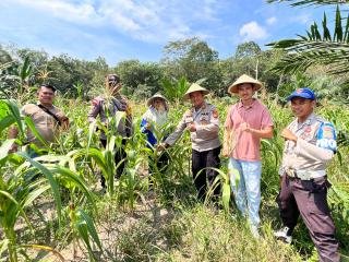 Terobos Perjalanan Tiga Jam, Kapolsek Rupat Kontrol Perkembangan Tanaman Jagung Tahap Dua