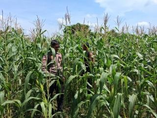 Monitoring Perkembangan Tanaman Jagung, Kapolsek Rupat: Memasuki Fase Pembuahan
