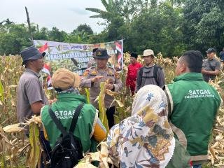 Kapolsek Rupat Bersama Upika dan Poktan Panen Jagung Kuartal 2, Hasilnya Tembus 3.000 Kg 