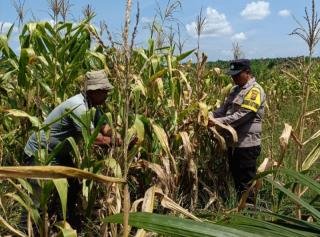 Wujud Keseriusan Polsek Kandis Dampingi Poktan, Tanaman Jagung Tumbuh Subur di Jambai Makmur