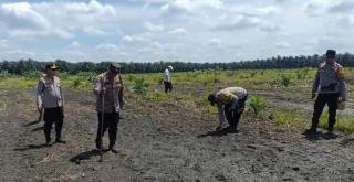 Antisipasi Dampak Musim, Kapolsek Kandis Pimpin Langsung Pantau Tanaman Jagung