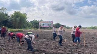 Polsek Rupat Tanam Jagung 1,3 Hektare, Dukung Swasembada Pangan 2026