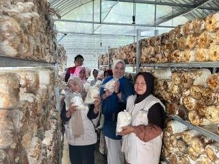 Spora Kemandirian di Tapung Hulu: Ibu-Ibu Seroja Rintis Sentra Jamur Tiram