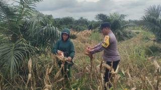 Polsek Kandis Pastikan Pertumbuhan Tanaman Jagung Tumpang Sari Berkembang 