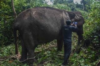 Dokter BBKSDA Riau Obati Gajah Tua yang Sakit di Ukui