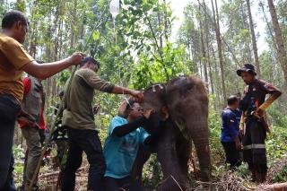 BBKSDA Riau Selamatkan Bayi Gajah Liar Terjerat Tali Nilon