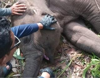 Tari, Anak Gajah Sumatera Ditemukan Mati di TNTN, Kapolda Riau: Ada Luka yang Tak Terkatakan