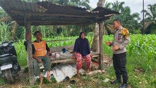 Personel Polsek Tambang Cooling System di Kebun Bersama Petani Jagung