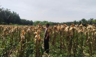 Tanaman Jagung 1,5 Ha Poktan AJ Segera Dipanen, Kapolsek Kandis: Semoga Beri Manfaat Ekonomi