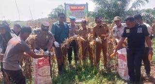 Polsek Kandis Panen Raya Jagung Poktan di Samsam Diikuti Camat, Capai Tiga Ton