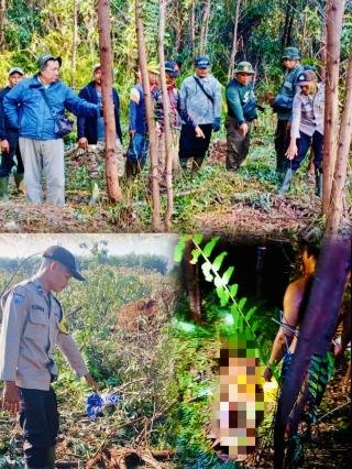 Lagi BAB di Tengah Hutan, Pekerja PT Arara Abadi Tewas Diterkam dan Diseret Harimau