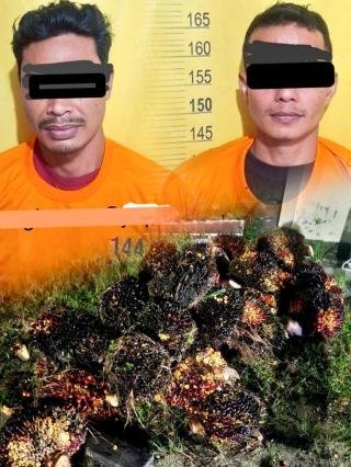 Dua Pencuri Buah Sawit Dijebloskan ke Sel