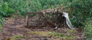 Harimau Remaja Masuk Box Trap BBKSDA Riau