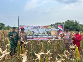 Lurah BP Apresiasi Penanaman Jagung yang Digerakkan Polsek Rupat: Tingkatkan Pendapatan Petani