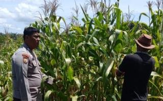 Polsek Kandis Dorong Poktan Ayu Makmur agar Hasil Panen Tanaman Jagung Maksimal 