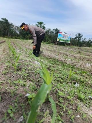 Dukung Ketahanan Pangan Nasional, Kapolsek Rengat Barat Turun Langsung Cek Tanaman