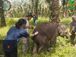 BBKSDA Riau: Virus Herpes Penyebab Kematian Anak Gajah Sumatra di PLG Sebanga 