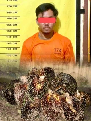 Curi Sawit PT SLS: Satu Tertangkap, Dua Kabur